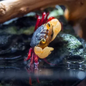 White Mandarin Vampire Crab (Geosesarma sp.) – White Claw Variant