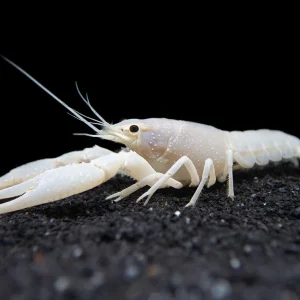 White Specter Crayfish (Procambarus clarkii) - Tank Bred!