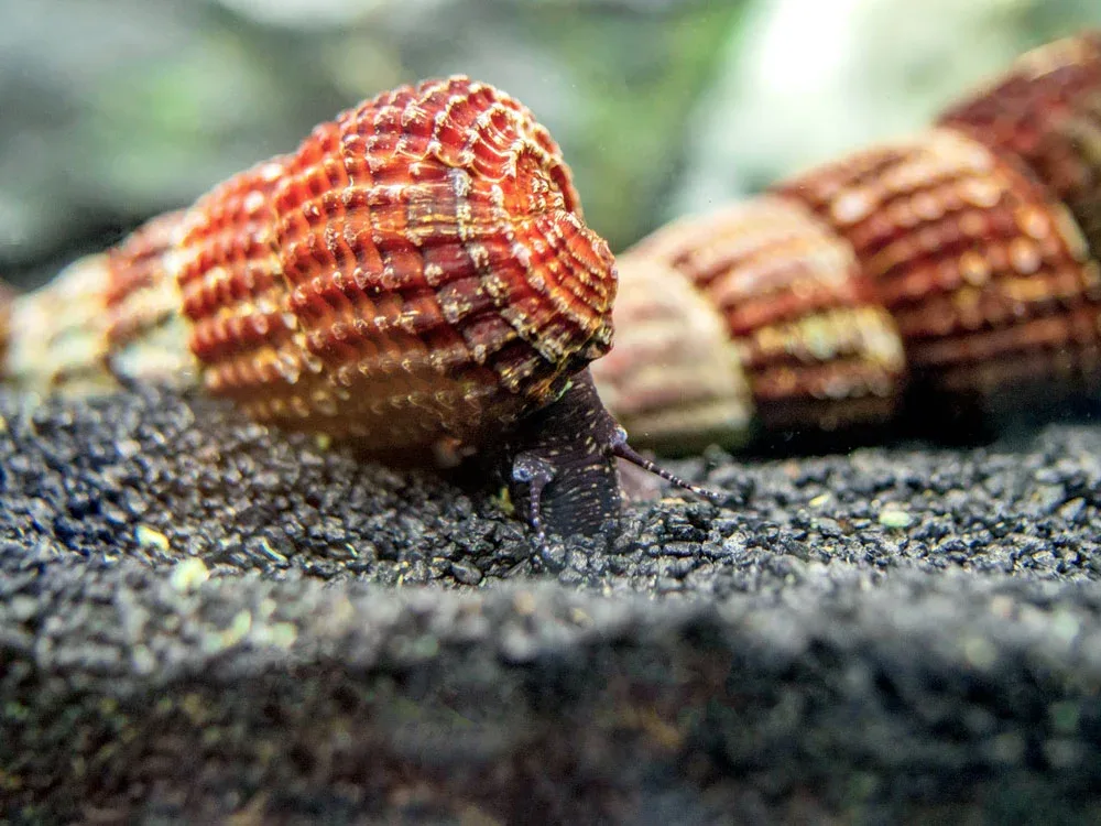 White Spotted Towuti Giant Sulawesi Rabbit Snail (Tylomelania towutensis) - Image 2