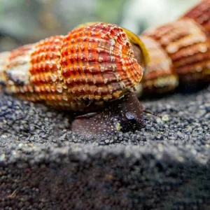 White Spotted Towuti Giant Sulawesi Rabbit Snail (Tylomelania towutensis)