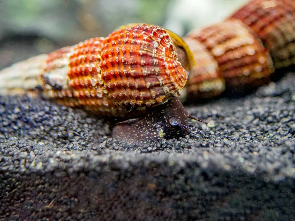 White Spotted Towuti Giant Sulawesi Rabbit Snail (Tylomelania towutensis)