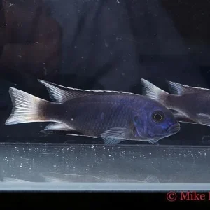 White Tail Acei