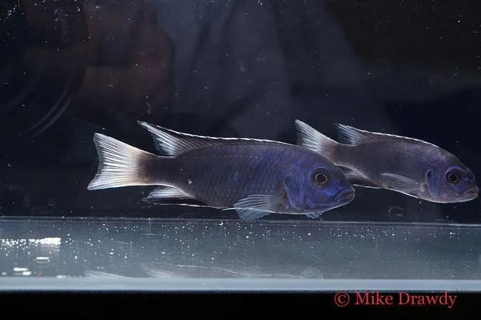 White Tail Acei