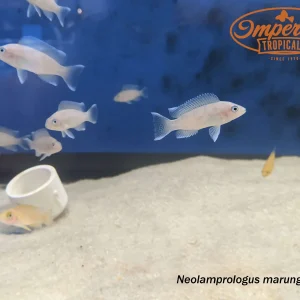 White Tip Cichlid