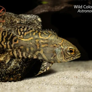 Wild Colombian Oscar
