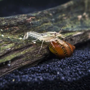 Wild Color Dwarf Mexican Crayfish (Cambarellus patzcuarensis) - Tank-Bred!
