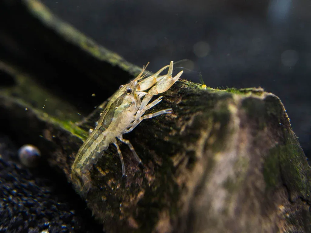 Wild Color Dwarf Mexican Crayfish (Cambarellus patzcuarensis) - Tank-Bred! - Image 2