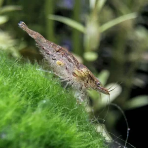 Wild Form Neocaridina Shrimp Breeder Combo Box
