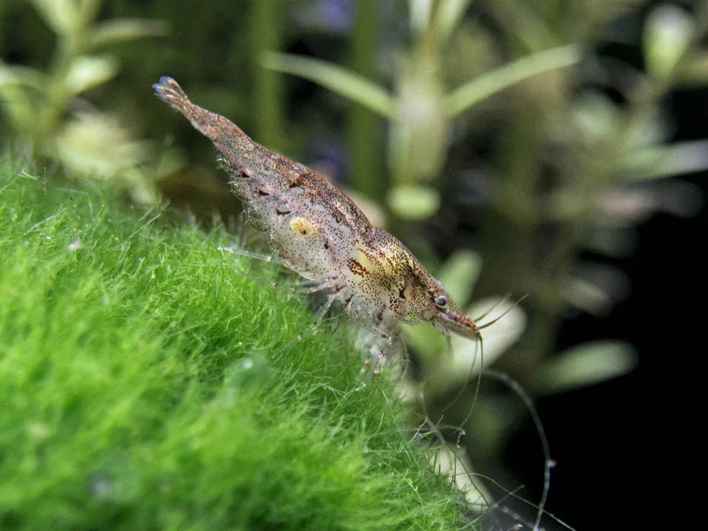 Wild Form Neocaridina Shrimp Breeder Combo Box
