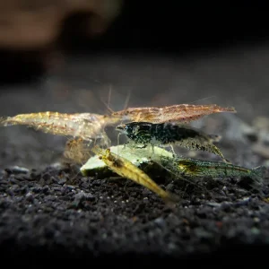 Wild Form Neocaridina Shrimp (Neocaridina davidi), Tank-Bred!