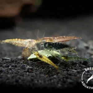 Wild Form Shrimp (Neocaridina davidi), BREDBY: Aquatic Arts