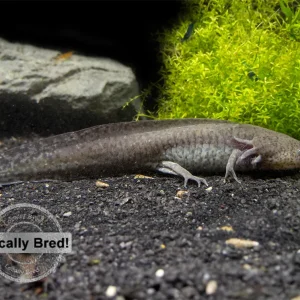 Wild Type Axolotl (Ambystoma mexicanum), Locally Bred