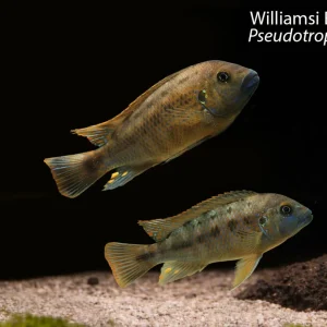 Williamsi Blue Lips
