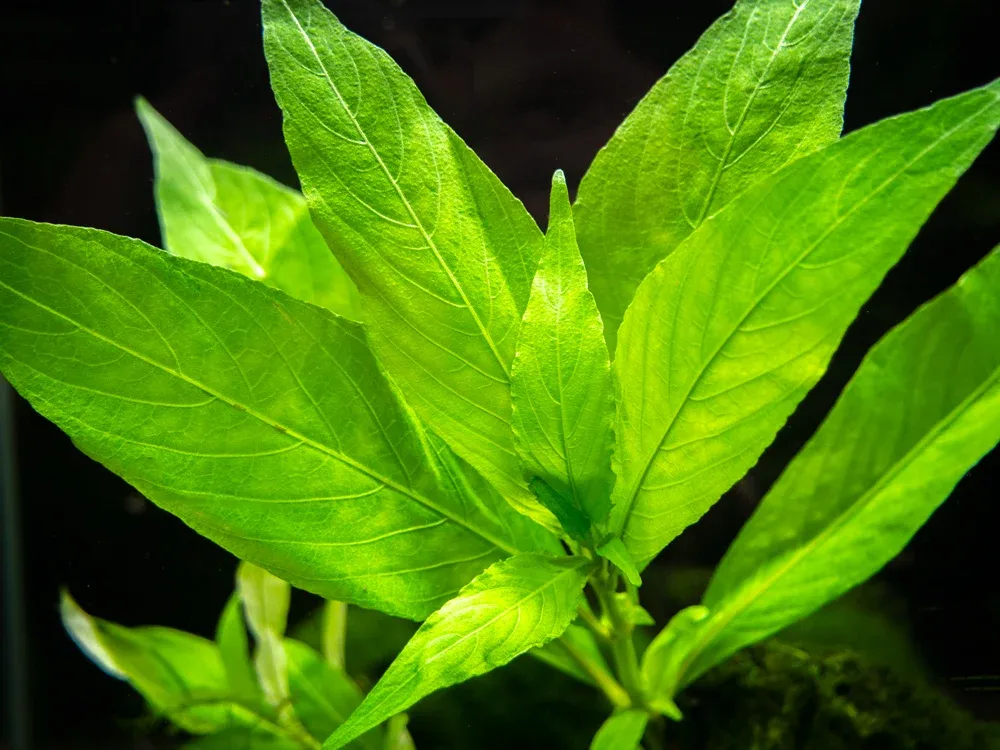 Willow Hygro AKA Giant Hygro AKA Temple (Hygrophila corymbosa "Augustifolia"), bunch - Image 2