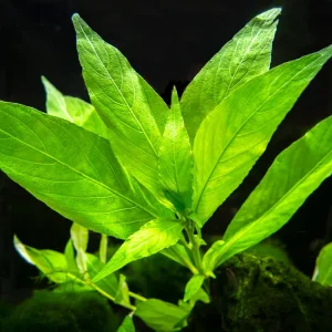 Willow Hygro AKA Giant Hygro AKA Temple (Hygrophila corymbosa "Augustifolia"), bunch