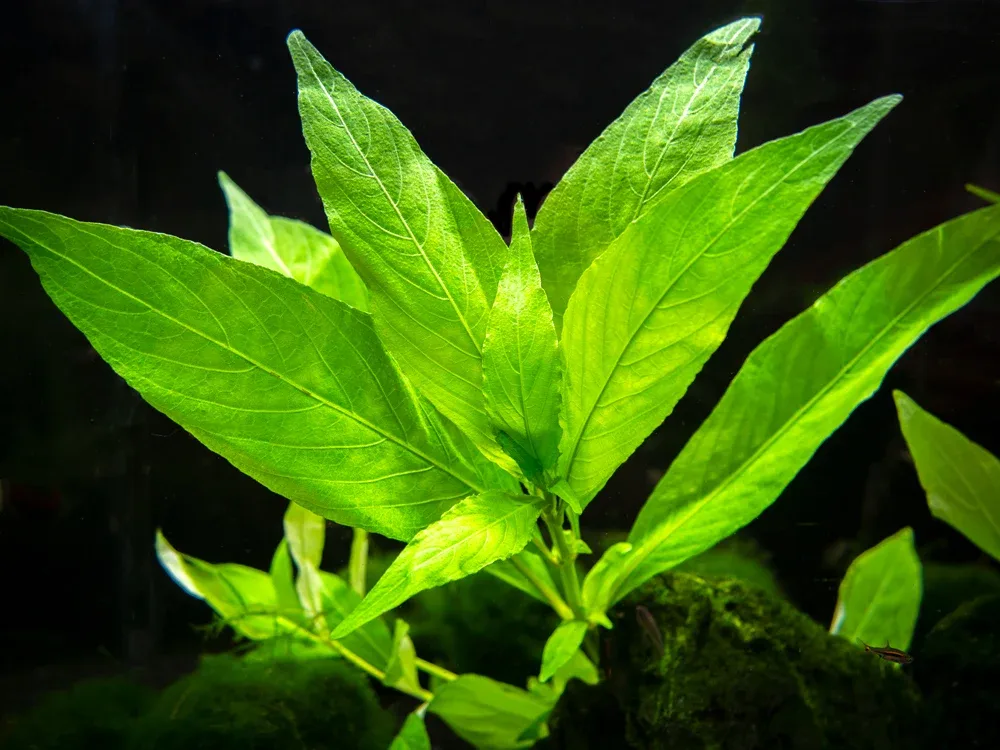 Willow Hygro AKA Giant Hygro AKA Temple (Hygrophila corymbosa "Augustifolia"), bunch