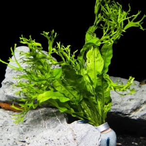 Windelov AKA Lacy Java Fern (Microsorum pteropus 'Windelov')
