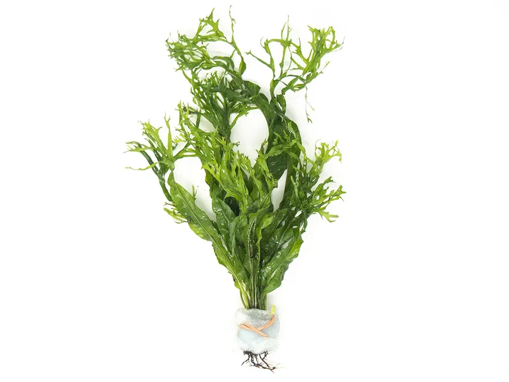 Windelov AKA Lacy Java Fern (Microsorum pteropus 'Windelov') - Image 2