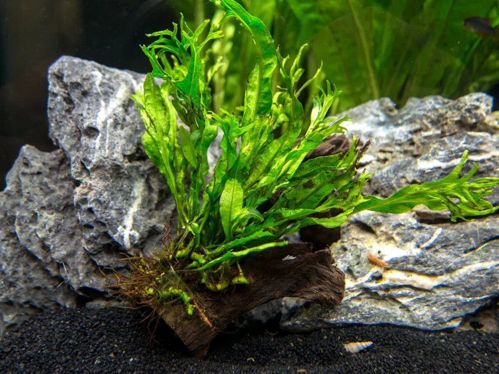 Windelov AKA Lacy Java Fern (Microsorum pteropus "Windelov") on Driftwood, Handmade by Aquatic Arts - Image 2