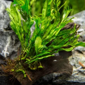 Windelov AKA Lacy Java Fern (Microsorum pteropus "Windelov") on Driftwood, Handmade by Aquatic Arts