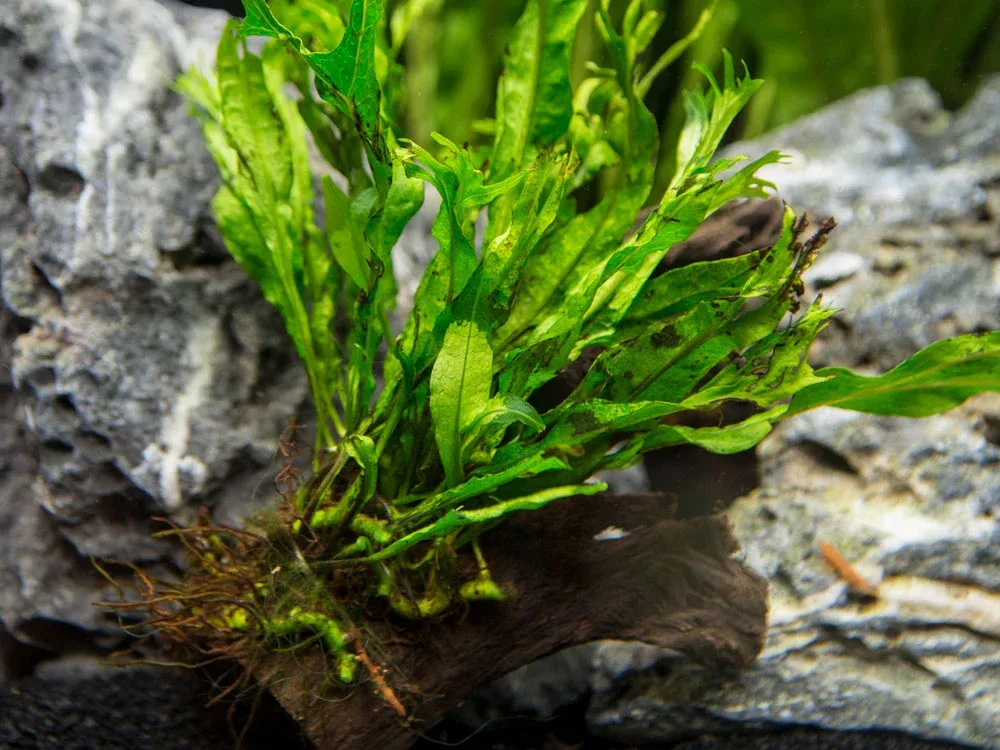 Windelov AKA Lacy Java Fern (Microsorum pteropus "Windelov") on Driftwood, Handmade by Aquatic Arts