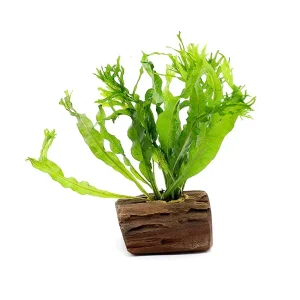 Windelov AKA Lacy Java Fern (Microsorum pteropus "Windelov") on Wood, Pre-attached Plant