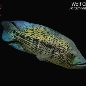 Wolf Cichlid