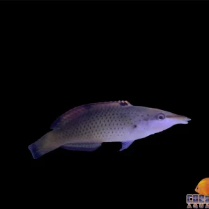 Wrasse - Bird Brown(female)