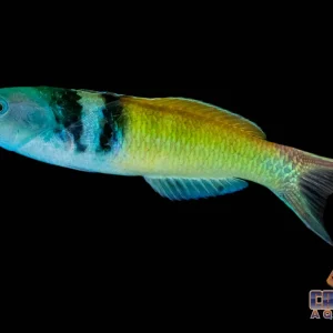 Wrasse - Blue Head