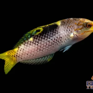 Wrasse - Checkerboard