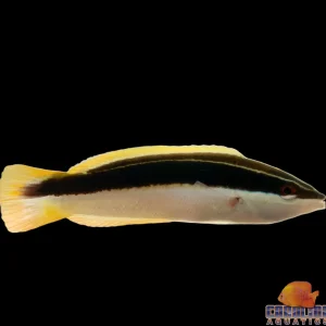 Wrasse - Coris Blackstripe