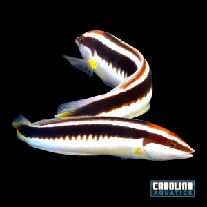 Wrasse - Coris Japanese