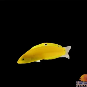 Wrasse - Coris Yellow