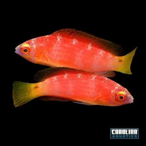 Wrasse - Fairy Blue Margin Female