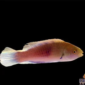 Wrasse - Fairy Blue Side