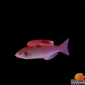 Wrasse - Fairy Debelius