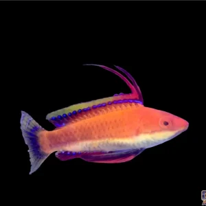 Wrasse - Fairy Longfin