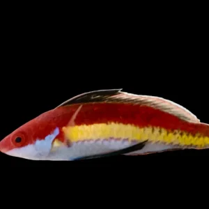Wrasse - Fairy Naokoae