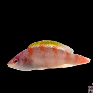 Wrasse - Fairy Yellow Fin
