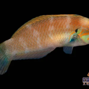 Wrasse - Leopard Moyers