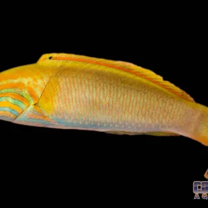 Wrasse - Lutescens Female