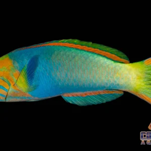 Wrasse - Lutescens Male