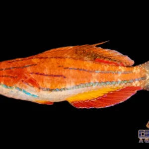 Wrasse - McCosker's Flasher