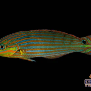 Wrasse - Melanurus