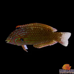 Wrasse - Ornate