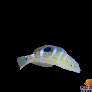 Wrasse - Puddingwife