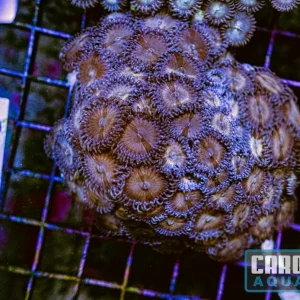 WYSIWYG 100 Zoa