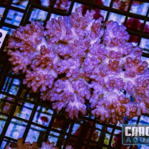WYSIWYG 102 Pocillopora