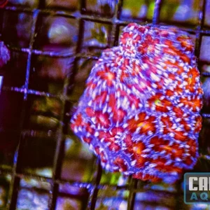 WYSIWYG 107 Acan