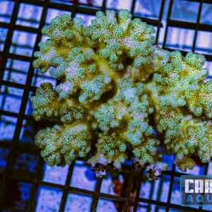 WYSIWYG 112 Pocillopora
